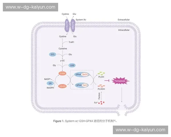 分析CS2：从核心机制到竞技未来的深度解读